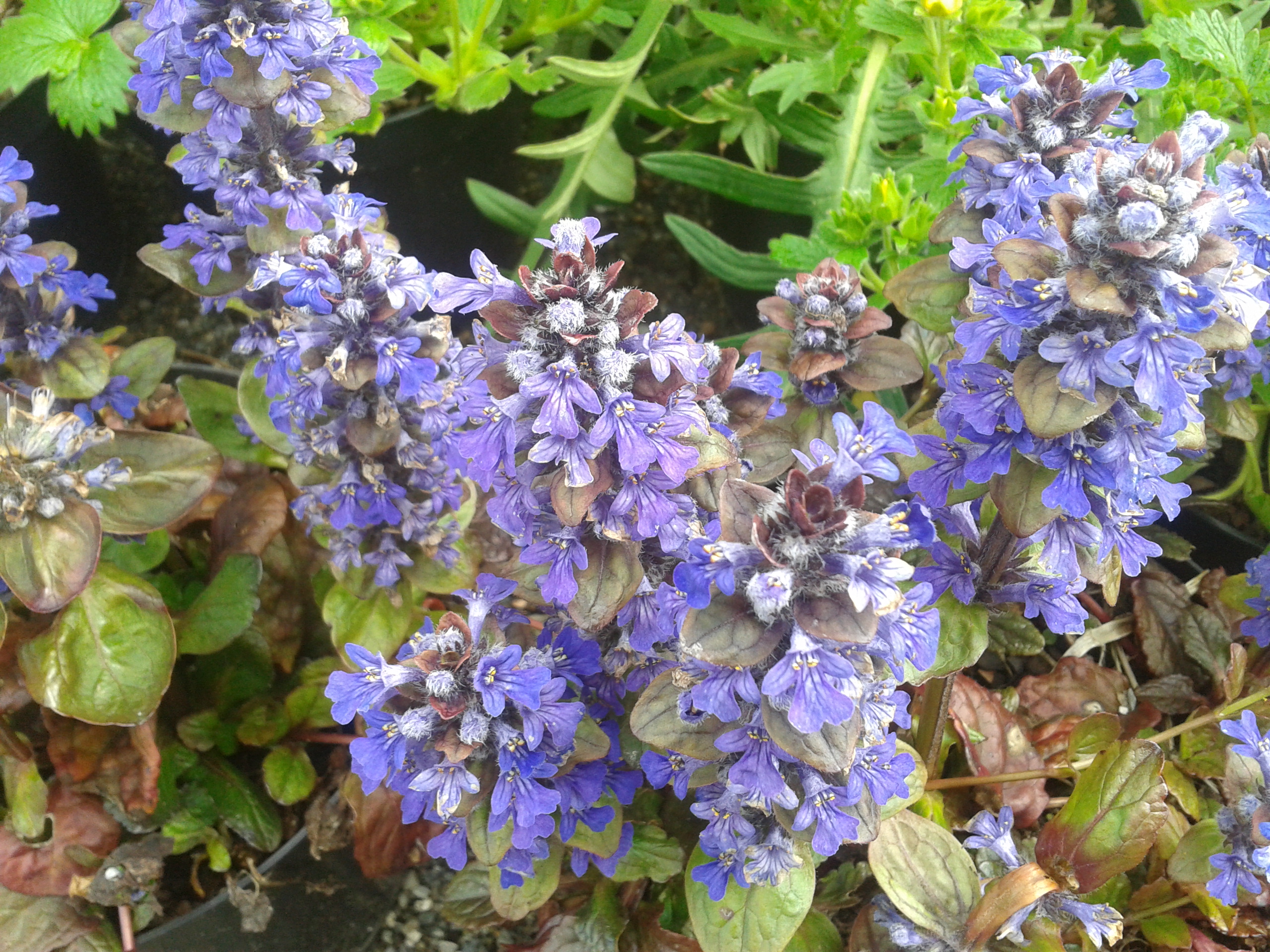 ajuga | Kilmurry Nursery