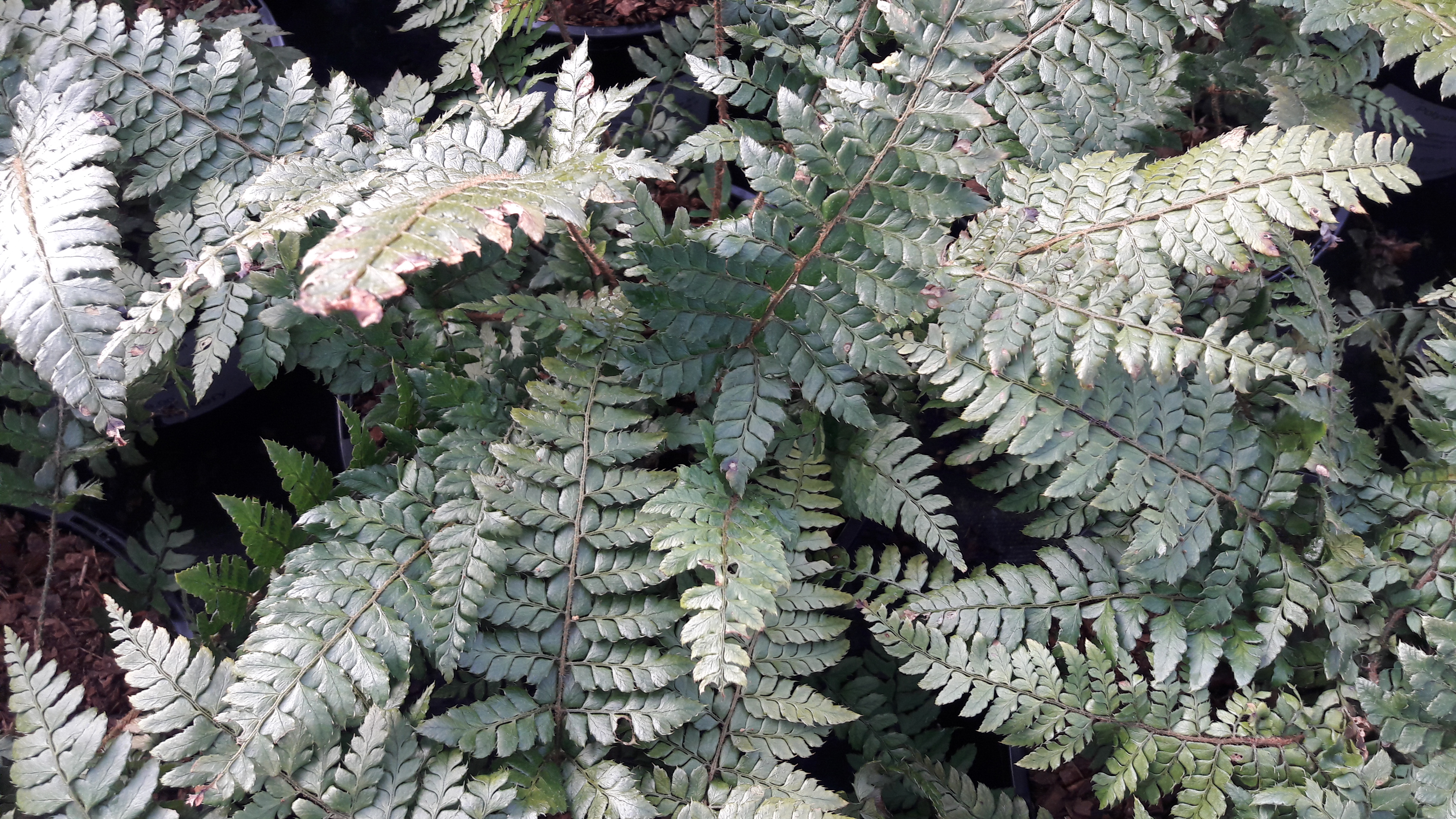 Polystichum-makinoi | Kilmurry Nursery