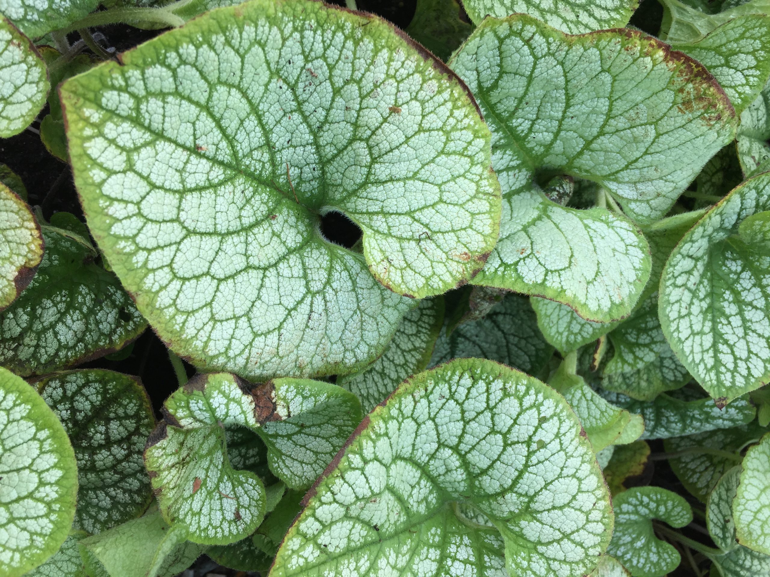 Brunnera Sea Heart | Kilmurry Nursery